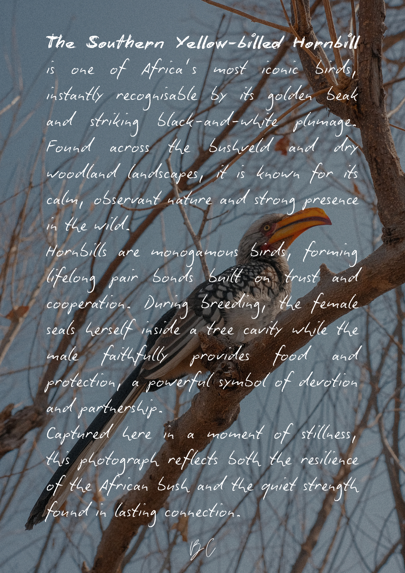 Southern Yellow-billed Hornbill