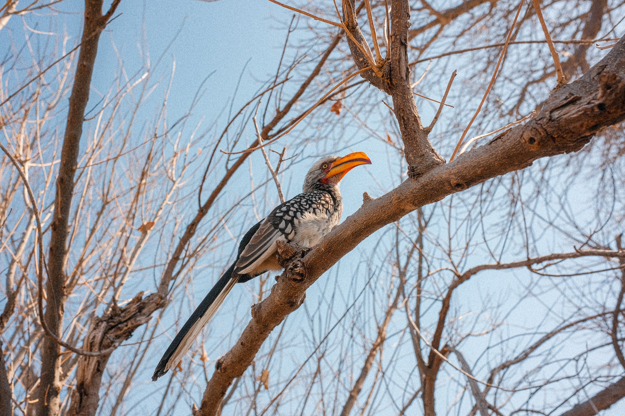 Southern Yellow-billed Hornbill