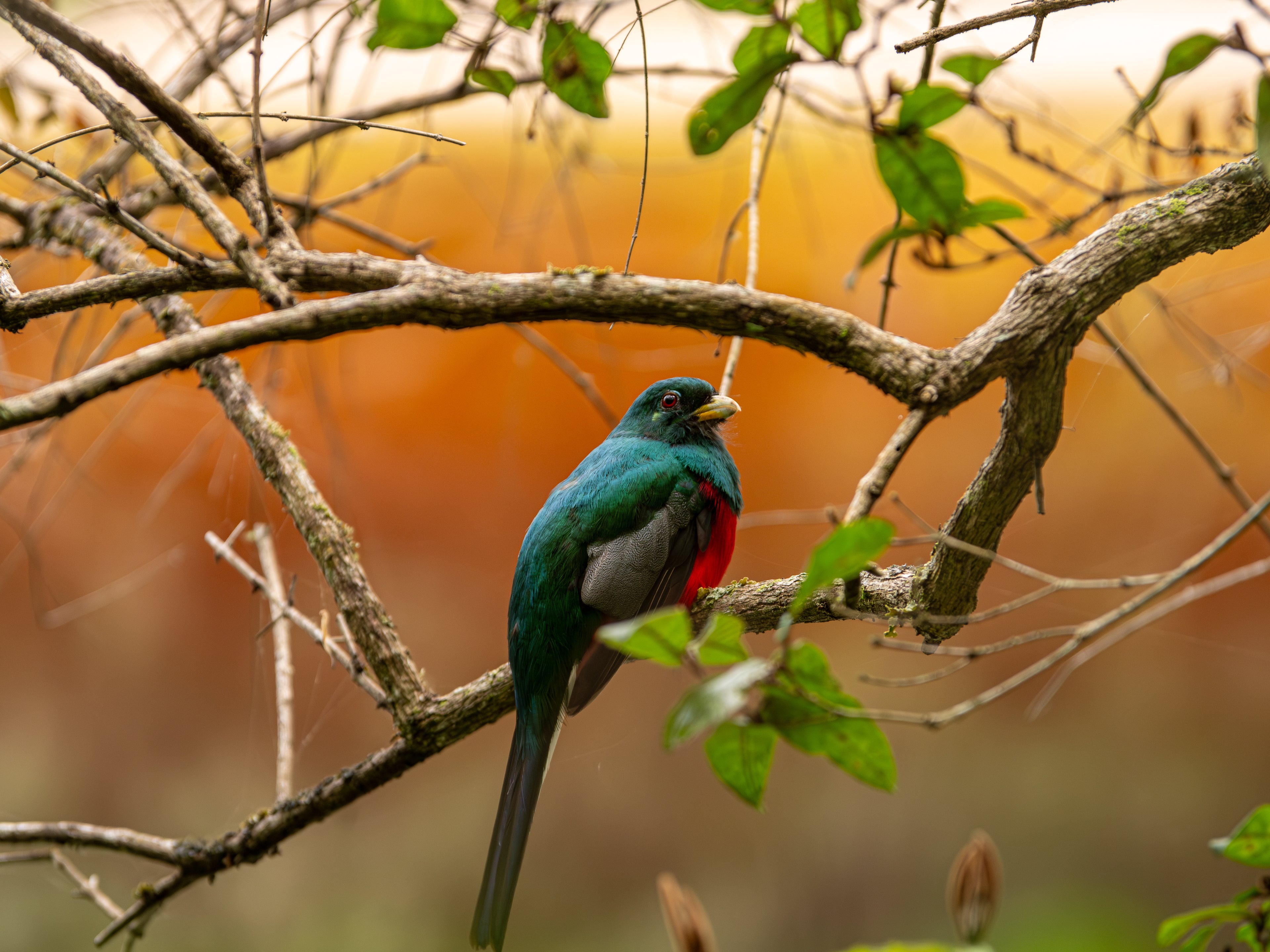 Narina Trogon